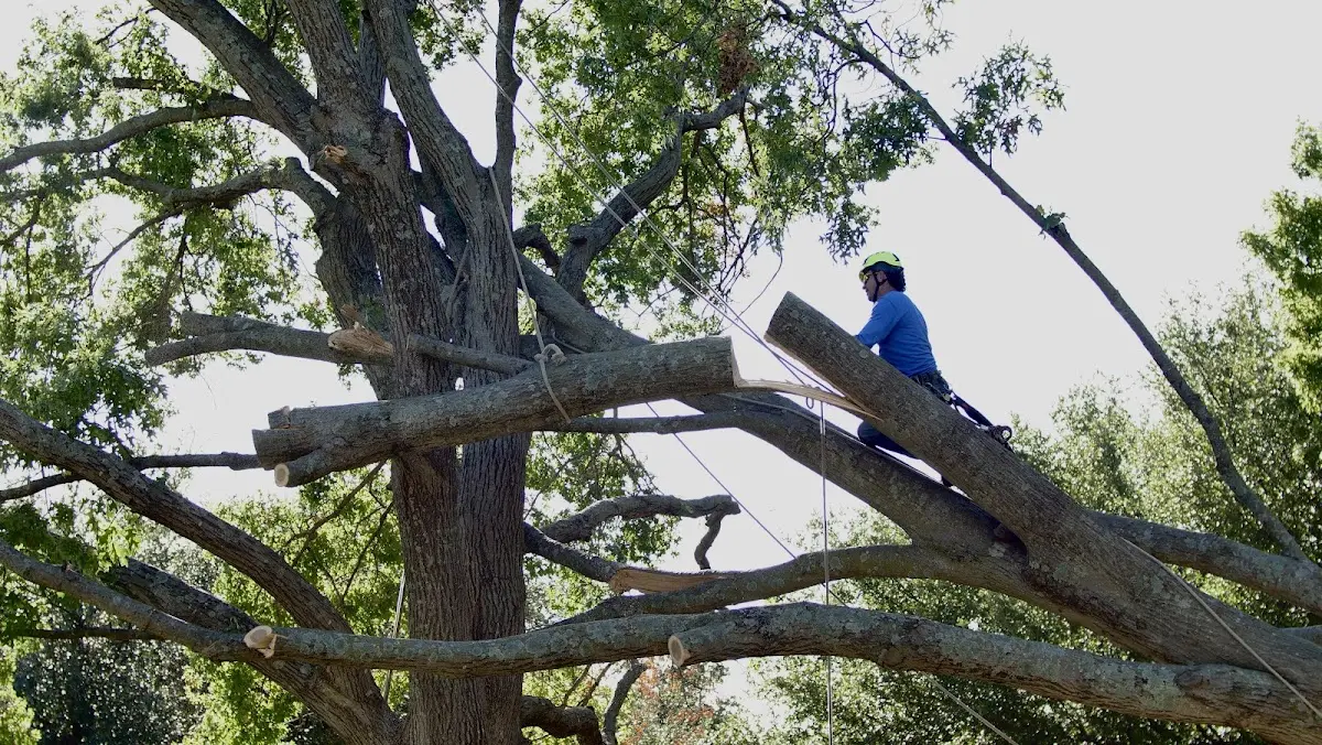 Professional Hazardous Tree Removal performed by certified arborists in Meadow Bridge
