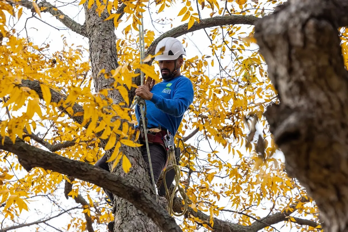 Skilled Tree Pruning crew working in Meadow Bridge